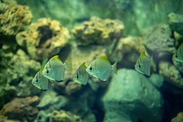 The monodactylus argenteus fish in the Zoo aquarium. Monodactylus argenteus is a species of fish in...