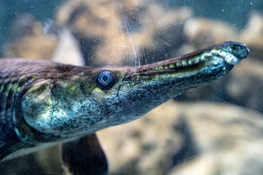 The alligator gar fish in the Zoo aquarium. The garfish (Atractosteus spatula) is a euryhaline ray-finned fish.