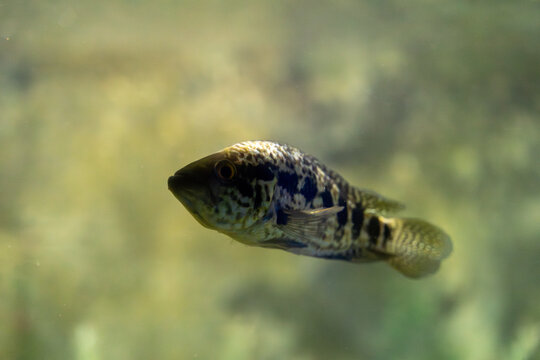 The parachromis managuensis fish in the Zoo aquarium. Parachromis managuensis is a large species of cichlid.