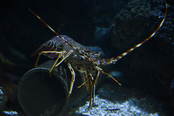 Beautiful Palinurus swimming in the aquarium.