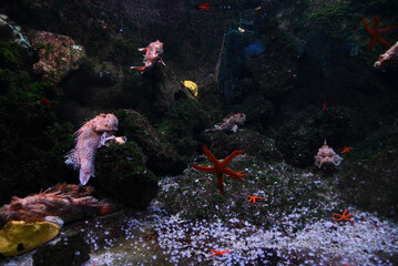 Beautiful aquarium with floating fish inside.