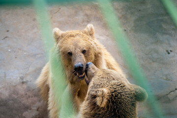 The bears in the Zoo cage. The brown bear (Ursus arctos) is a large bear species found across...