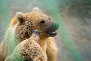 The bears in the Zoo cage. The brown bear (Ursus arctos) is a large bear species found across Eurasia and North America.