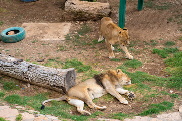 Lion in the zoo cage. The lion (Panthera leo) is a large cat of the genus Panthera native to Africa...
