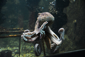 Beautiful octopus swimming in the aquarium.