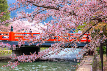 Okazaki Canal with beautiful Full Bloom Cherry Blossom in front of the Great Torii Gate of...