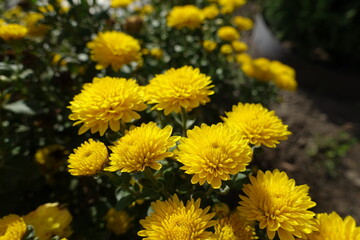 October flowers - gold yellow Chrysanthemums in full bloom