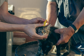 Two men treat a kitten for fleas.