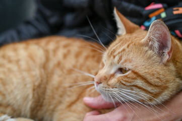 red cat sits in a woman's arms 11