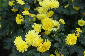 Obraz premium Pale yellow flowers of Chrysanthemums in November