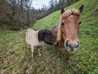 Equinos serenos sob a chuva: Pastagem idílica em uma fazenda nas montanhas