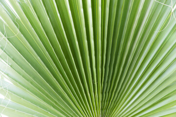green Background with a large image of a palm leaf.wallpaper on the desktop. wall wallpaper. High quality photo