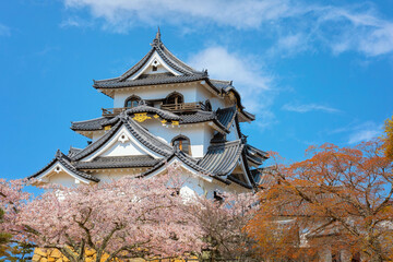 Beautiful full bloom cherry blossom at Hikone Castle in Shiga, Japan