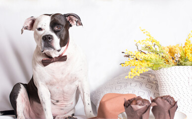 A black and white dog on a white background with a mimosa beech and muffin cupcakes. A greeting card from March 8th