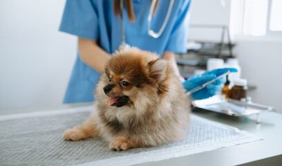 doctors are examining him. Veterinary medicine concept. Pomeranian