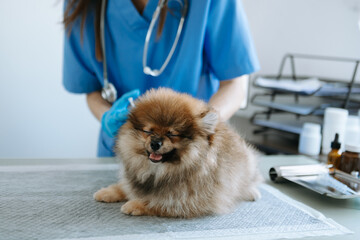 Veterinarian doctor and Pomeranian puppy at veterinary ambulance.  in veterinary clinic...
