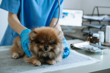 Male veterinarian in work clothes listening to a small dog's breath with phonendoscope...