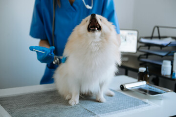 Vet listening Pomeranian dog with stetoscope in veterinary clinic