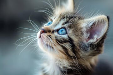 Close-up of a kitten with blue eyes on a blurred background