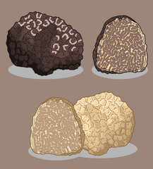 mushroom vector illustration