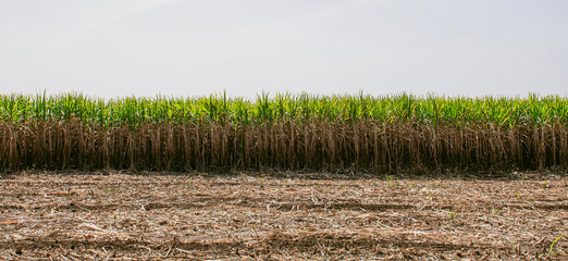 sugar cane fields, agriculture, green plants,growth