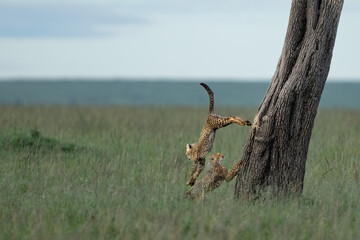 baby cheetah jumping from the tree