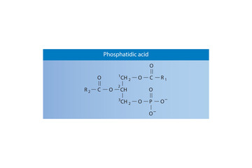 Molecular schematic structure of Phosphatidylcholine. Blue Scientific vector illustration.