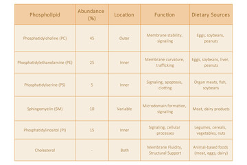 Table showing Phospholipids types, membrane abundance, location, function and dietary sources - including PC, PE, PS, SM, PI. Yellow scientific vector illustration.