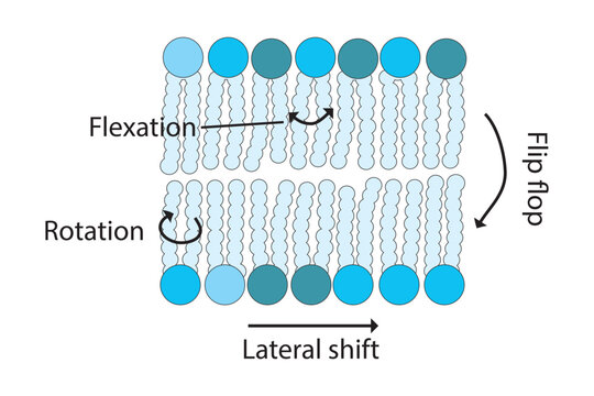 Diagram showing phospholipid mobilty across membrane - Transverse diffusion, lateral movement, rotation and flexation schematic drawing.   Scientific vector illustration.