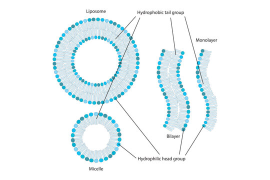 Diagram showing phospholipid structures - Liposome, micelle, monolayer and bilayer. Red scientific vector illustration.