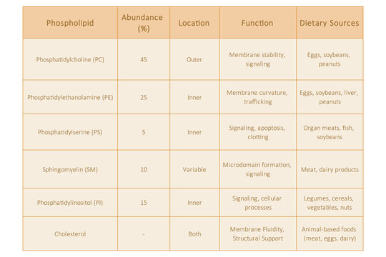 Table showing Phospholipids types, membrane abundance, location, function and dietary sources - including PC, PE, PS, SM, PI. Yellow scientific vector illustration.