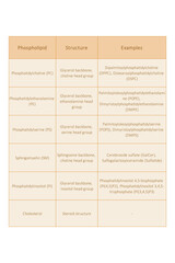 Table showing Phospholipids types, chemical structure and examples - including PC, PE, PS, PI, SM, cholesterol Yellow scientific vector illustration.
