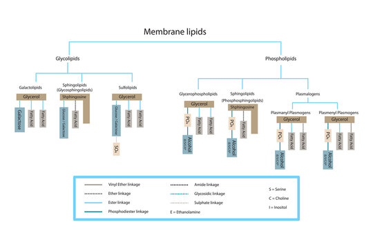 Diagram showing classification of lipids - storage lipids, membrane lipids - phospholipid, glycolipid, sulfolipid and more. Yellow and blue scientific vector illustration.