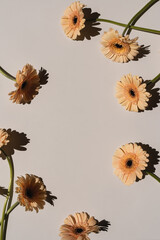 Round frame of pale peach gerbera flowers on white background with blank copy space. Aesthetic...