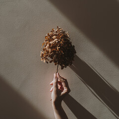 Female hand holding dried hydrangea flower over tan beige wall with aesthetic sunlight shadows