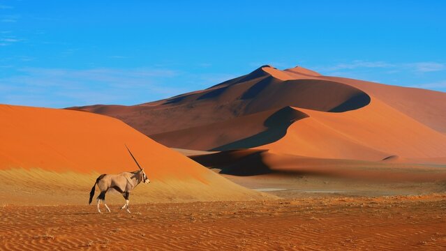 Antelope Oryx walking in Namib-Naukluft national park, desert landscape, the highest world dunas. - Powered by Adobe