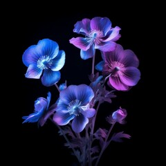 Beautiful anemone blue flowers luminous light floral wallpaper