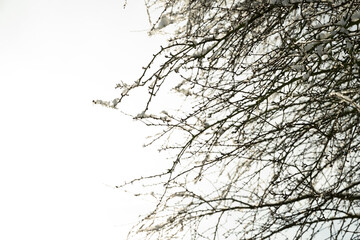 baum schnee winter frost himmel