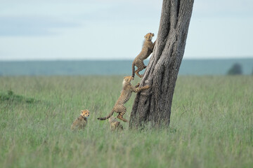 cheetah brothers climbing the tree first jumps