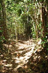 Atlantic Rainforest, Ecoparque de Una, Bahia, Brazil, South America.