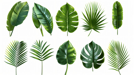 Fototapeta na wymiar Tropical realistic leaves