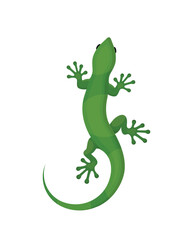 Green lizard gecko on a white background