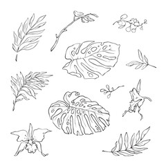 Vector illustration of flowers and leaves in doodle handdraw style