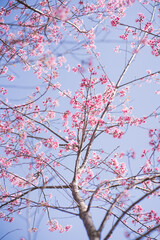 travel in nature concept with pink cherry blossom tree and clear sky in springtime season