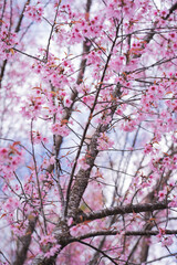 travel in nature concept with pink cherry blossom tree and clear sky in springtime season