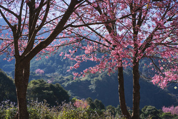travel in nature concept with pink cherry blossom tree and clear sky in springtime season