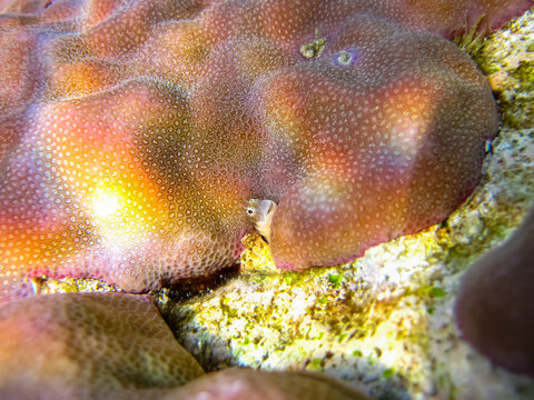 Parablennius marmoreus peeks out from behind coral in the expanse of the Red Sea coral reef