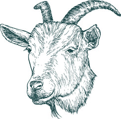 animal head vector illustration for frozen food logo