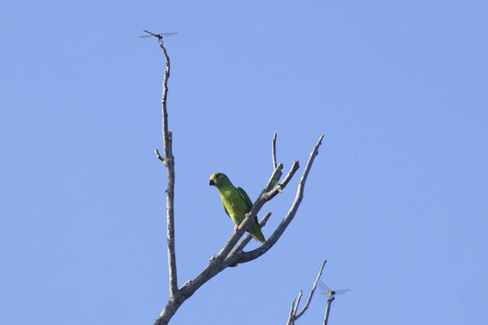 Tui Parakeet, Brotogeris sanctithomae, Amazon Basin, Brazil