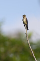 Southern Rough winged Swallow, Stelgidopteryx ruficollis ruficollis, Amazon Basin, Brazil
